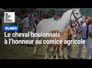 La race boulonnaise à l'honneur du comice agricole du canton de Lumbres