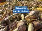 L'ail de Piolenc, l'expression d'un terroir du champ à la tresse