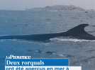 Deux rorquals ont été aperçus en mer à la Pointe-Rouge