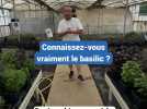 Un basilic, des basilics !