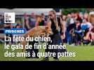 La fête du chien, c'est un peu le gala de fin d'année des amis à quatre pattes
