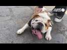 VIDÉO. « Raymond » de Rennes, le chien star des réseaux sociaux qui gagne à être connu