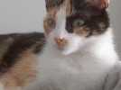 Leur chat a disparu pendant neuf mois : ils le retrouvent chez les voisins, à 2 km de chez eux