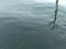 Après Sète la raie Diable de mer est désormais dans l'étang de Thau