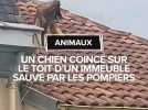 Un chien coincé sur le toit d'un immeuble sauvé par les pompiers
