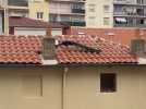 Un paon dans le quartier Saint-Martin