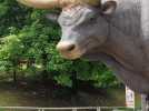 Un aurochs au jardin archéologique de Saint-Acheul à Amiens