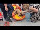 Charleroi: un joggeur saute dans la Sambre pour le sauver le chien d'une passante paniquée