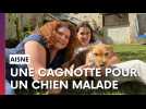 Une cagnotte en ligne pour sauver un chien malade
