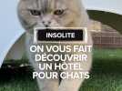Colomiers : On vous fait découvrir un hôtel pour chats