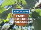 L'AOP, Abricots rouges du Roussillon