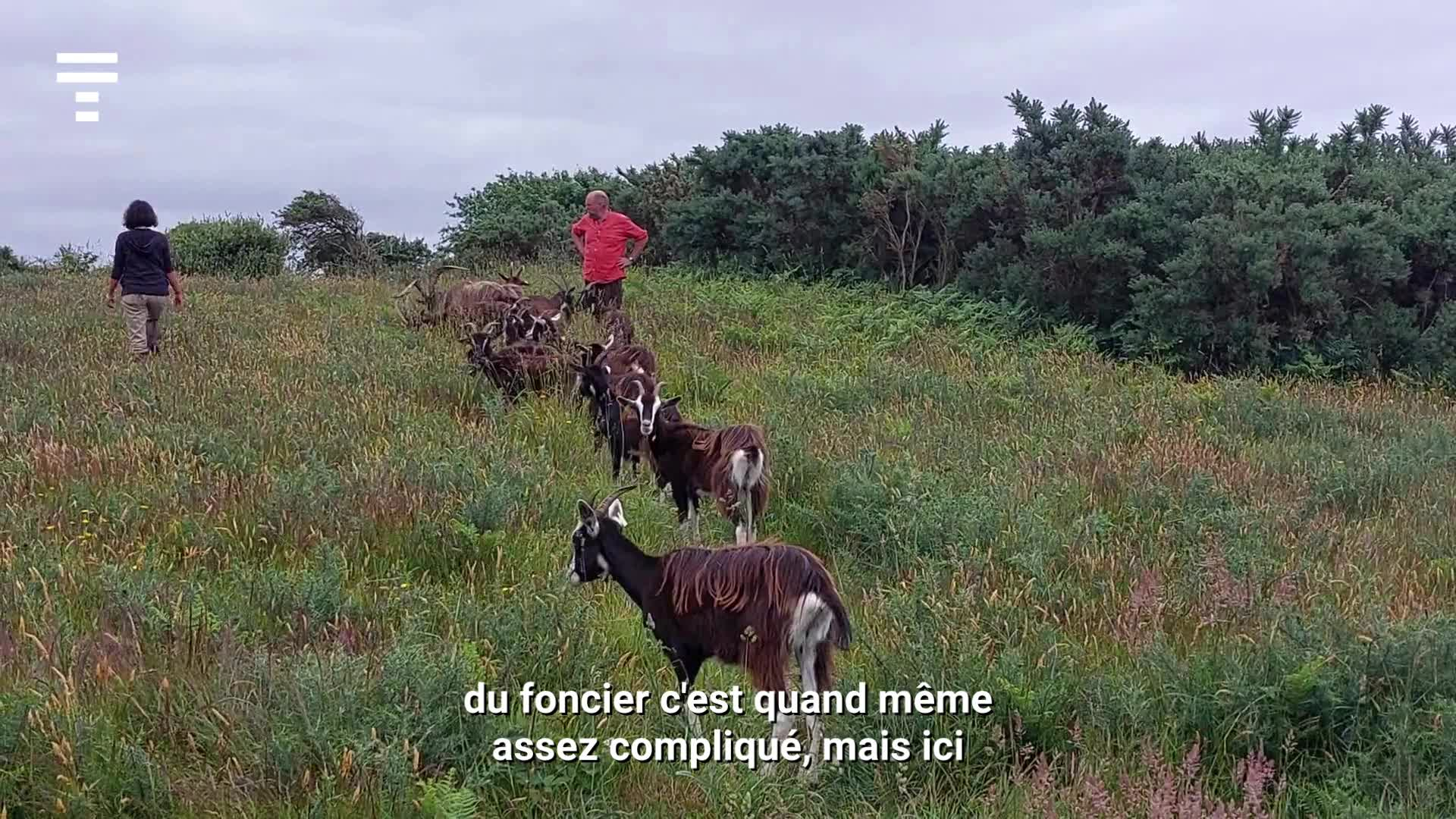Éleveurs à Trébeurden, ils entretiennent la biodiversité pour le Conservatoire du littoral [Vidéo]