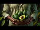 Voici pourquoi manger trop d'avocats est mauvais pour la planète
