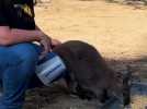 Parc australien : elle soigne les kangourous et les wallabies