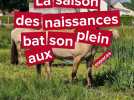 La saison des naissances bat son plein aux espaces équestres henson