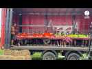 VIDÉO. Un concours du plus gros mangeur de camemberts au festival de la ruralité de la Manche