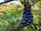 VIDÉO. On a suivi le début des vendanges dans le sud de la Sarthe