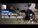Fléchin : une vache donne naissance à trois génisses