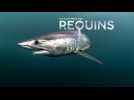 Au plus près des requins