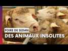 Les animaux insolites de la Foire de Sedan