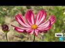 Ces fleurs françaises révolutionnent le secteur mondial