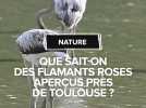 Que sait-on des flamants roses aperçus près de toulouse ?