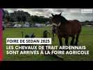 FOIRE DE SEDAN Les chevaux de trait sont arrivés !