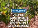 Expérimentation de cépages résistants à la sécheresse