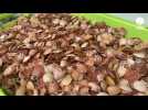 VIDÉO. Plus d'un million de bébés coquilles Saint-Jacques semés en Rance et au large de Saint-Malo