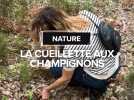 La cueillette aux champignons dans la forêt de Buzet