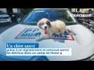 Un chiot sauvé grâce à un signalement et retrouvé parmi les détritus dans un camp de Roms