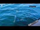 En pleine partie de pêche au large des Glénan, ce Fouesnantais voit son maquereau être dévoré par un requin