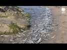 VIDÉO. « Typique d'une chasse de dauphins » : Des milliers poissons échoués à Saint-Malo