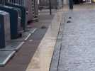 Thionville : des rats ont niché au centre-ville