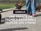 Teckel Parade : plus de 200 