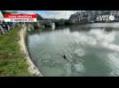 VIDÉO. « Incroyable ! » : trois dauphins font le spectacle à Saint-Goustan à Auray