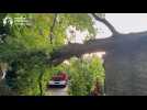 Un arbre déraciné à cause des vents violents à Watermael-Boitsfort