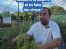 Découvrir la menthe et en faire des sirops !