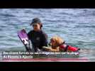 Des chiens formés au sauvetage en mer sur la plage du Ricanto à Ajaccio