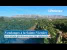 Vendanges à la Sainte-Victoire : une année généreuse pour les vignerons