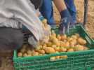 L'épicerie sociale de Beauvais glane des patates pour se fournir à Grémévillers