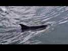 Les dauphins vont-ils réussir à quitter la rivière d'Auray ?