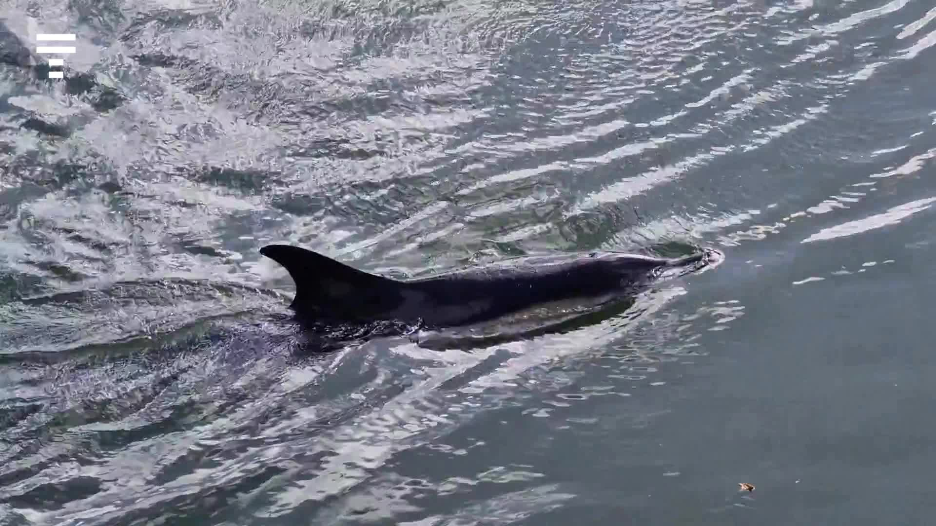 À Auray, une opération ce jeudi pour sauver les deux dauphins dans le port de...