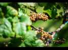 VIDÉO. Pesticides : les personnes vivant près des vignes sont surexposées, leurs urines le prouvent