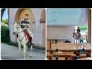 Après avoir perdu un pari avec ses étudiants, un professeur de l'Université de Liège les accueille... à cheval