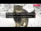 Le chat de Pallas : Rare découverte à 5000 m d'altitude dans l'Himalaya