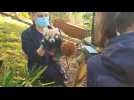 Aux Terres de Nataé, quatre bébés pandas roux pesés, pucés et vaccinés