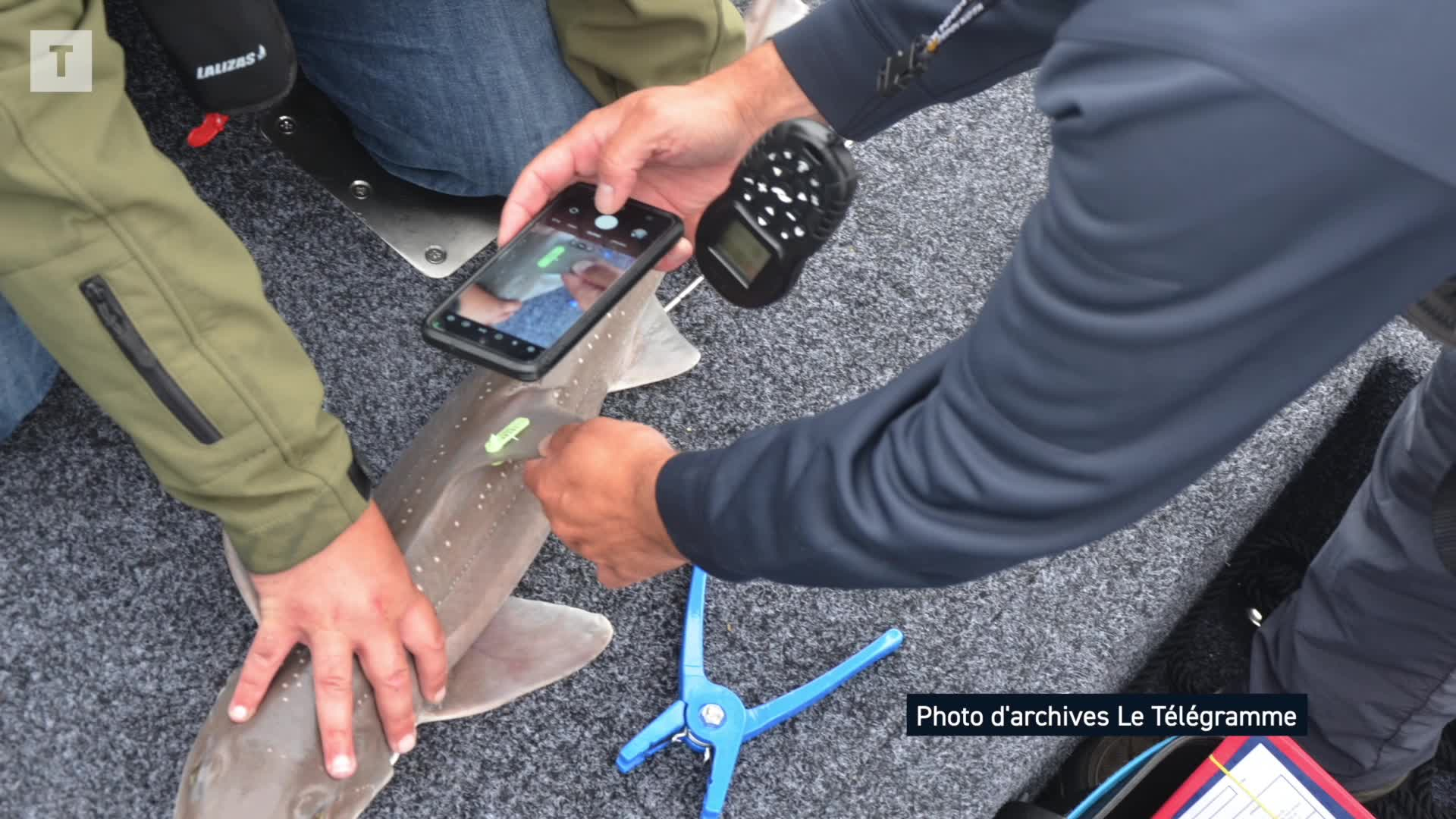 Requins en rade de Brest : mais où sont passées les émissoles ? [Vidéo]