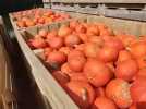 La ferme de Grémévillers vend ses produits frais à prix cassés