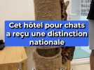 Cet hôtel pour chats a reçu une distinction nationale